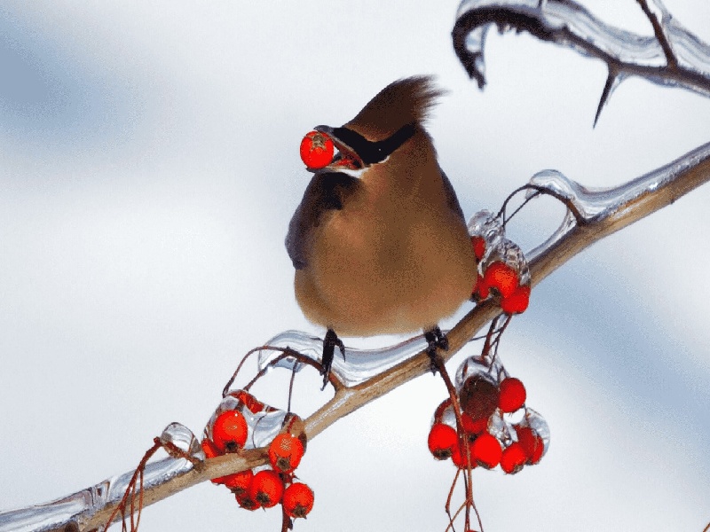 石家庄试管做几代好,2024年石家庄cmipv清迈试管中心（空试管开口朝下）