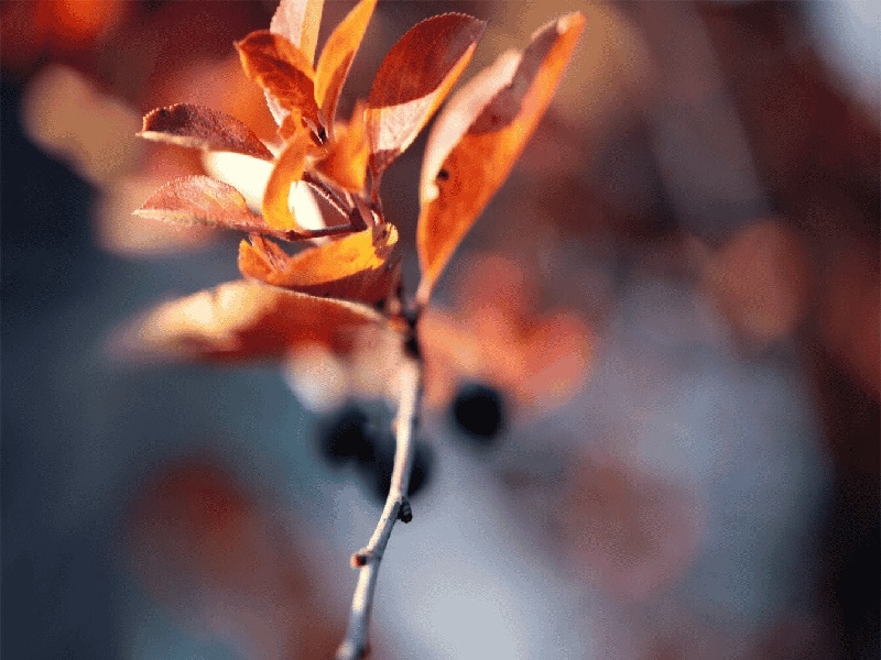 试管能用炉甘石码（试管失败再做收费）