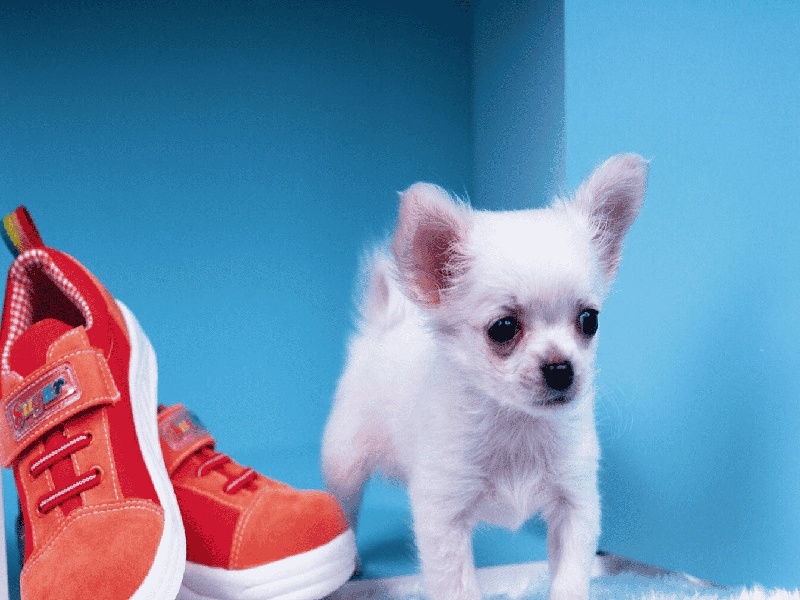 石家庄最靠谱的代生,代生咨询：在石家庄公立医院可