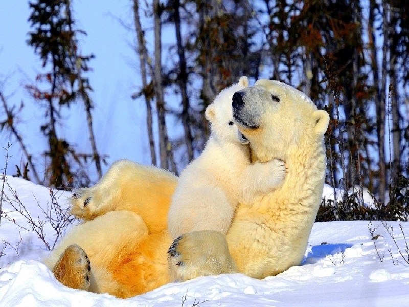 马丁试管慵懒周末（护士抽血试管app）